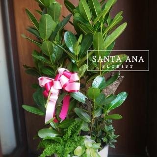 【Santa Ana】龍株果落地盆栽(龍株果及小植栽組合盆栽)