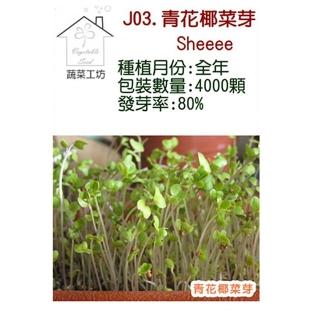 【蔬菜工坊】J03.青花椰菜芽種子(芽菜種子)